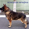 Смоленская полиция отдает служебных собак в добрые руки