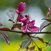В Смоленском парке «прописались» краснолистные яблони