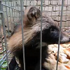 «Дом для Енота» Смолян призывают помочь енотовидной собаке